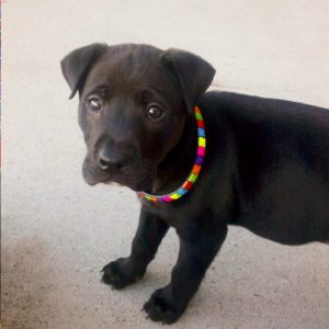 Baby AugiDog