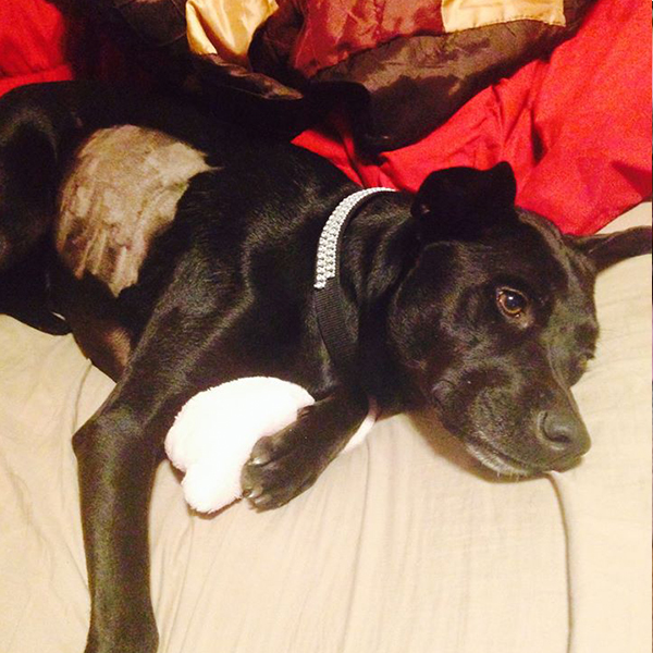 AugiDog shaved ribs