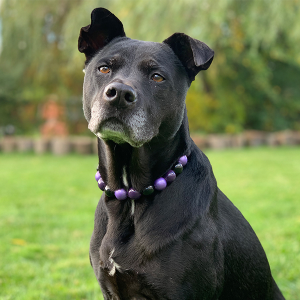 AugiDog Sitting