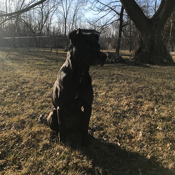 AugiDog Sitting