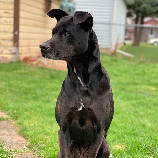 AugiDog