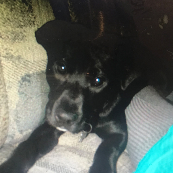 Baby AugiDog